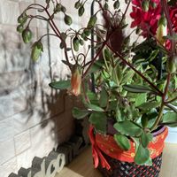 カランコエ・エンゼルランプ,エンゼルランプ,バラと夢CLUB,ポジティ部 ♡の画像