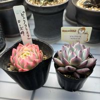 エケベリア,ハオルチア,farmpalk,室内LED管理,多肉植物の画像