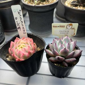 エケベリア,ハオルチア,farmpalk,室内LED管理,多肉植物の画像