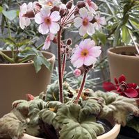 カレックス,アジアンタム,アジアンタム,アジアンタム,八重咲きクリスマスローズの画像