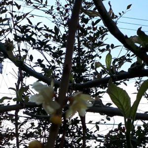 ロウバイ,花言葉,いけばな,幸せの黄色いお花,ピンクワールドへ ようこその画像