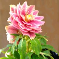 クリスマスローズ,ガーデニング,マイガーデン,花のある暮らし,クリスマスローズ愛同盟の画像