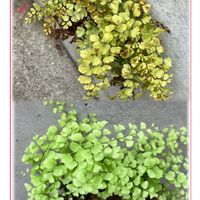 アジアンタム,サザンカ,チェリーセージ,チェリーセージ,マンリョウの画像