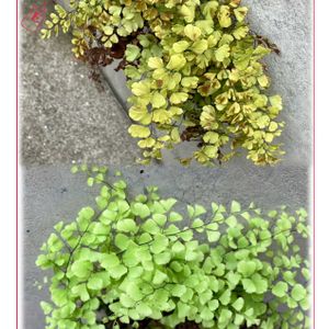 アジアンタム,サザンカ,チェリーセージ,チェリーセージ,マンリョウの画像