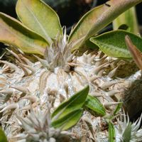 パキポディウム,塊根植物,室内管理,表現型可塑性の画像