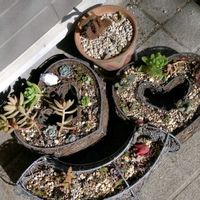 ミロッティ,野鳥(ヒヨドリ),↓シワシワ(-.-;),家の中で養生中！,積雪後の多肉たちの画像