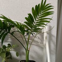 テーブルヤシ,観葉植物,DAISO産の画像