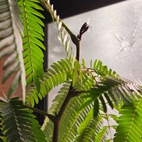 エバーフレッシュ,観葉植物,冬越し,新芽がカワイイ,植物大好きの画像