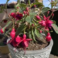 フクシア,フクシア プーニー,赤い花,雪だるま,GSのみなさんに感謝♡の画像