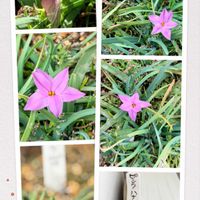 ハナニラ,ピンクハナニラ,ハナニラ　ピンク,ピンクハナニラの蕾,ピンクのハナニラの画像