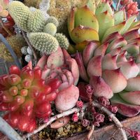 多肉植物,多肉植物寄せ植え,多肉植物のある暮らし,外組の多肉植物ᥫᩣ  ̖́-の画像