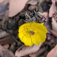 フクジュソウ,福寿草 フクジュソウ,福寿草,ヘクソカズラ,フクジュソウ（福寿草）の画像