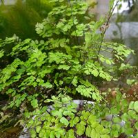 アジアンタム,アジアンタム,碧魚連,多肉植物,観葉植物の画像