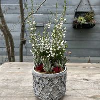 月兎耳,もみじ祭り,スズランエリカ,寄せ植え,多肉植物の画像