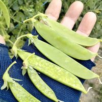 絹さや,収穫,花が好き,絹さやえんどう,GS鹿児島の画像