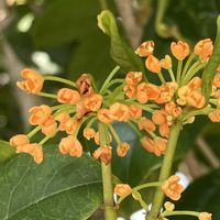 キンモクセイ,マサキ,マサキの実,四季咲き キンモクセイ,かな。。の画像