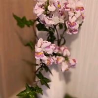 キンギョソウ　ブロンズドラゴンの画像