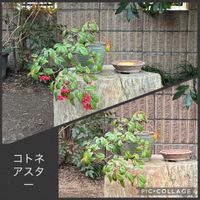 盆栽,ヒヨドリ,庭の画像