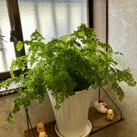 アジアンタム,アジアンタム,可愛い,癒し,冬越しの画像