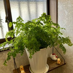 アジアンタム,アジアンタム,可愛い,癒し,冬越しの画像