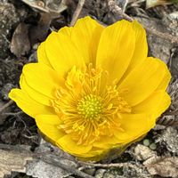 フクジュソウ,フクジュソウ,福寿草,山野草,黄色い花の画像