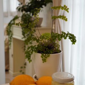 アジアンタム,シュガーバイン,レモン,プミラ,フィカス・ナナの画像