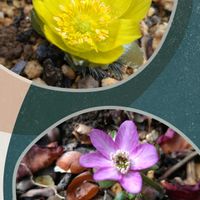 スノードロップ,スノードロップ,フクジュソウ,雪割草,雪割草の画像