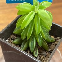 ペペロミア ニパドラ,多肉植物の画像