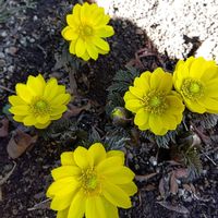 フクジュソウ,花のある暮らしの画像