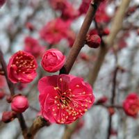 スイートピー,紅梅,紅梅,アルパカちゃん☆,アルパカちゃん☆の画像