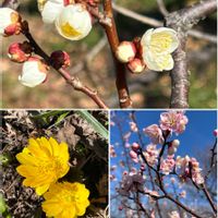ウメ,マンサク,ロウバイ,福寿草,梅(うめ)の画像