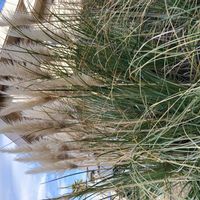 パンパスグラスの画像