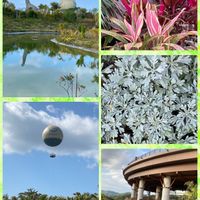 チューリップ,ハス,赤ドラセナ,寒緋桜,洋ランの画像