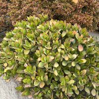 金のなる木,枝垂れ梅,キダチアロエ,ランチ,２０２０年５月同期の画像