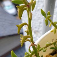 ドルフィンネックレス,多肉植物,セネシオ属,トトの日,冬ですよね～の画像