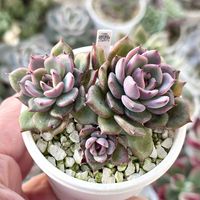 エケベリア 黒花蓮,成長記録 黒花蓮,エケベリア 青典牡丹,成長記録 青典牡丹,神奈川タニラーの画像