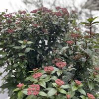 スキミア,スキミア,クリスティアーナ,クリスティアーナ,Rosaツンの画像