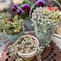 碧魚連,レーマニー,多肉植物,多肉寄せ植え,かわいいな♡の画像