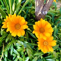 ガザニア,可愛い,花のある暮らし,緑のある暮らし,iPhone撮影の画像