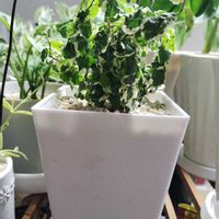 プミラ,育成ライト,フィカス　プミラ,観葉植物,初心者の画像