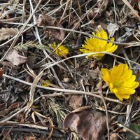 ゼラニウム,福寿草,春を感じる,庭,その他部屋の画像
