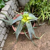 アロエ,アロエ,オリヅルラン,オリヅルラン,アロエベラの画像