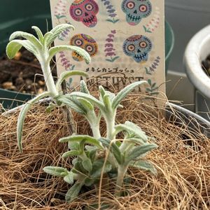 メキシカンセージ,メキシカンセージ,アメジストセージ,メキシカンブッシュセージ ステラ,ハーブの画像