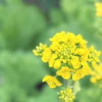 菜の花,ボランティア花壇,種蒔きっ子の画像