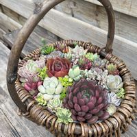 寄せ植え,多肉植物,多肉寄せ植え,みんな最高の画像