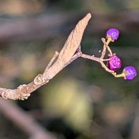 ムラサキシキブ,ムラサキシキブ,ムラサキシキブ,ミズキ,ミズキの画像