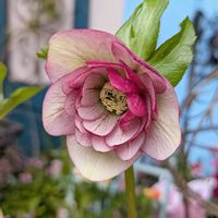 クリスマスローズ,クリスマスローズ,ガーデニング,花のある暮らし, クリスマスローズの画像