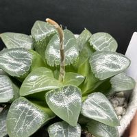 ハオルチア,月影,ハオルチア 月影,多肉植物,ハオルチア属の画像