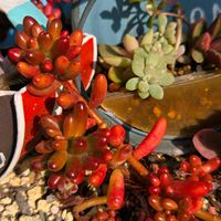 虹の玉,多肉植物,多肉植物寄せ植え,ぷっくり可愛い,いつもありがとう♡の画像