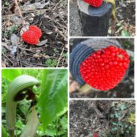 ムサシアブミ,節分草,かも,目黒自然教育園,真っ赤な火曜日の画像